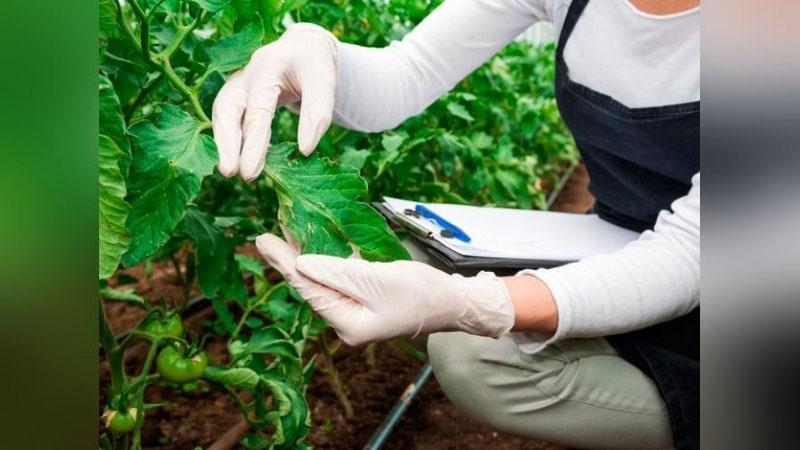 'Айрим ўсимликларни Ўзбекистонга олиб киришда божхона божи ундирилмайди'ning rasmi