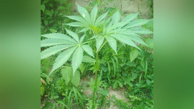 'Xonadonda “kannabis” parvarishlanayotgani fosh etildi'ning rasmi