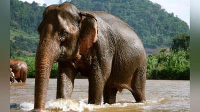 'Cho`milayotgan fil turistlardan suvni qizg`andi (Video)'ning rasmi