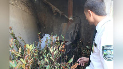 'Zarar keltiruvchi manzarali ko`chatlar'ning rasmi