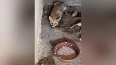 Изрображение 'Отловщикам в Самарканде попалась лиса: зоозащитники обратились в Минэкологии'