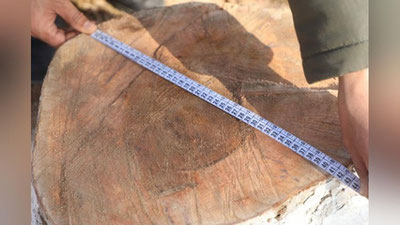 'Surxondaryoda to`rt tup katta yoshli chinor kesib ketildi'ning rasmi