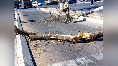 Изрображение 'В Минэкологии прокомментировали вырубку 29 деревьев на Чиланзаре'