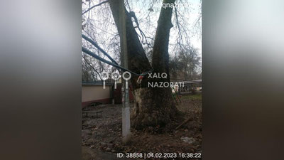 Изрображение 'Ташкентцев просят обращаться в Xalq Nazorati в случае обнаружения проводов на деревьях или на земле'