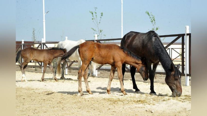 'Quvasoyda “Vodiy tulporlari” majmuasi ish boshladi (foto)'ning rasmi