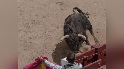 Изрображение 'В Каталонии бык вырвался из загона и покалечил 17 человек (видео)'