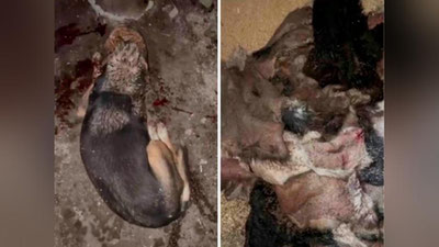 'Toshkent viloyatidagi uylarning birida o`nlab itlar shafqatsizlarcha so`yilgani aytilmoqda (video)'ning rasmi