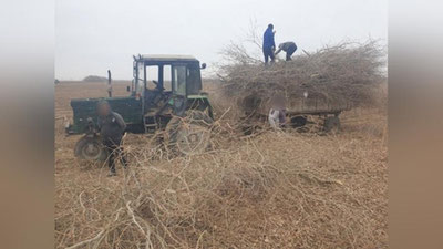 Изрображение 'На фермера, вырубившего деревья в Хорезме, завели уголовное дело'