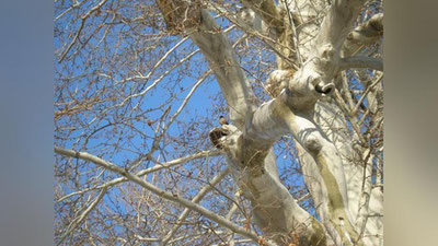 Изрображение 'В Самаркандской области насчитали 250 деревьев-долгожителей'