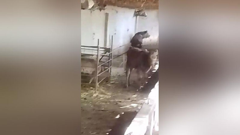 Изрображение 'В одном из кишлаков Кашкадарьи заметили бурого медведя (видео)'