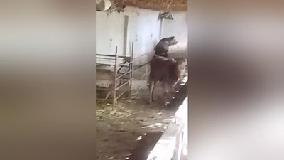 Изрображение 'В одном из кишлаков Кашкадарьи заметили бурого медведя (видео)'