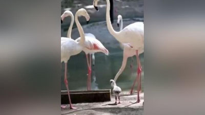 Изрображение 'В Ташкентском зоопарке появились на свет 3 птенца розовых фламинго (видео)'