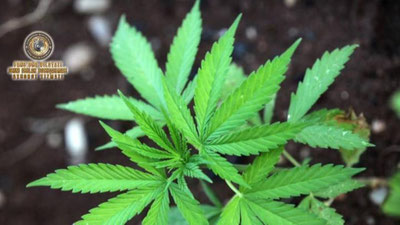 'Риштонда "марихуана"ни ўз уйида яширинча сақлаган шахс аниқланди'ning rasmi