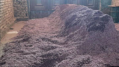 Изрображение 'Житель Кашкадарьи производил опасное для здоровья хлопковое масло: заведено уголовное дело'