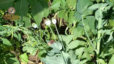 Изрображение 'Житель Маргилана выращивал опийный мак в своем огороде'