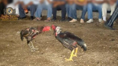 Изрображение 'В селе в Ферганской области раскрыли нелегальную петушиную "арену"'