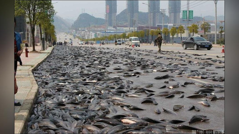 'Озарбайжонда “балиқ ёмғири” ёғди'ning rasmi