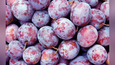 Изрображение 'Узбекистан экспортировал рекордное количество сливы в этом году'