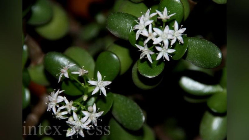 'Москвада “пул дарахти” гуллади'ning rasmi