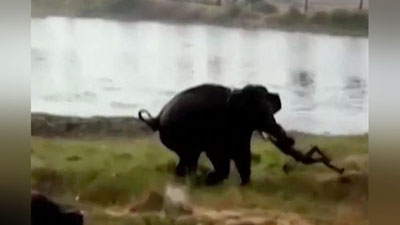 'Ҳиндистонда филнинг одамга ҳужум қилгани видеога олинди (Видео)'ning rasmi