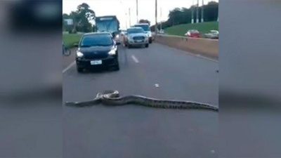 Изрображение 'В БРАЗИЛИИ ОГРОМНАЯ АНАКОНДА ЗАБЛОКИРОВАЛА ДВИЖЕНИЕ НА ТРАССЕ (ВИДЕО)'