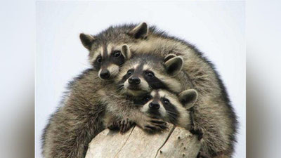 'Yonutlar oilasi amerikalikning divaniga qulab tushdi (Video)'ning rasmi