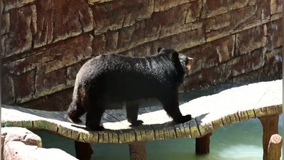 Изрображение 'В Ташкентском зоопарке реконструирован вольер гималайских медведей (видео)'