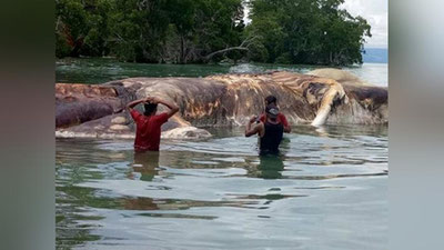 '​Индонезия қирғоқларида номаълум махлуқнинг жасади пайдо бўлди (Видео)'ning rasmi