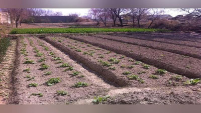 'Ҳашар йўли билан эҳтиёжманд аҳоли томорқасига турли кўчатлар экилди'ning rasmi