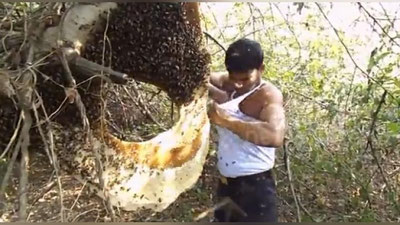 Изрображение 'ЖИТЕЛЬ ИНДИИ ЗАТОЛКАЛ ПОД МАЙКУ РОЙ ПЧЕЛ (ВИДЕО)'