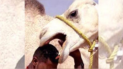 Изрображение 'Верблюд откусил голову хозяину, простояв весь день на жаре'