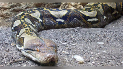 'Jasoratli ayol bo`g`ma ilonni haydab soldi (Video)'ning rasmi