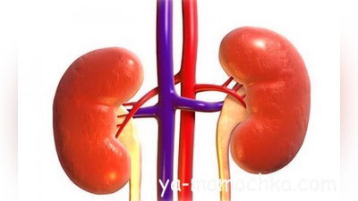 'SURUNKALI BUYRAK ShAMOLLAShIDA HOMILADORLIK MUMKINMI?'ning rasmi