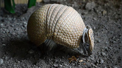 '​ҲАЙВОННИ ЎЛДИРМОҚЧИ БЎЛГАН ОВЧИНИНГ ЎҚИ ЎЗИГА КЕЛИБ ТЕГДИ'ning rasmi