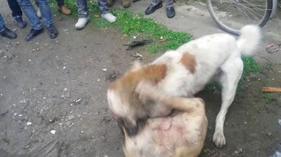 Изрображение 'ГУВД ТАШКЕНТА ГОТОВИТ ПРЕДЛОЖЕНИЯ ПО ЗАПРЕТУ СОБАЧЬИХ БОЕВ'