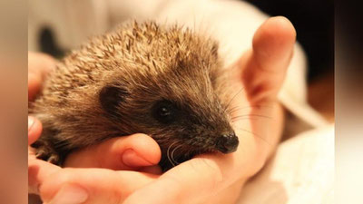 '25 йил ичида типратиканлар йўқ бўлиб кетиши мумкин'ning rasmi