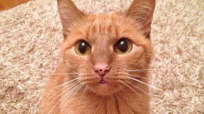 Изрображение 'ЖИТЕЛЬ ТОРОНТО ИСПОЛНИЛ СМЕРТЕЛЬНЫЙ ТРЮК РАДИ КОТА (ВИДЕО)'