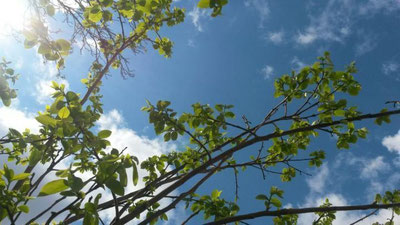 Изрображение 'В УЗБЕКИСТАНЕ НЕНАДОЛГО УСТАНОВИТСЯ ЯСНАЯ ПОГОДА БЕЗ ОСАДКОВ'