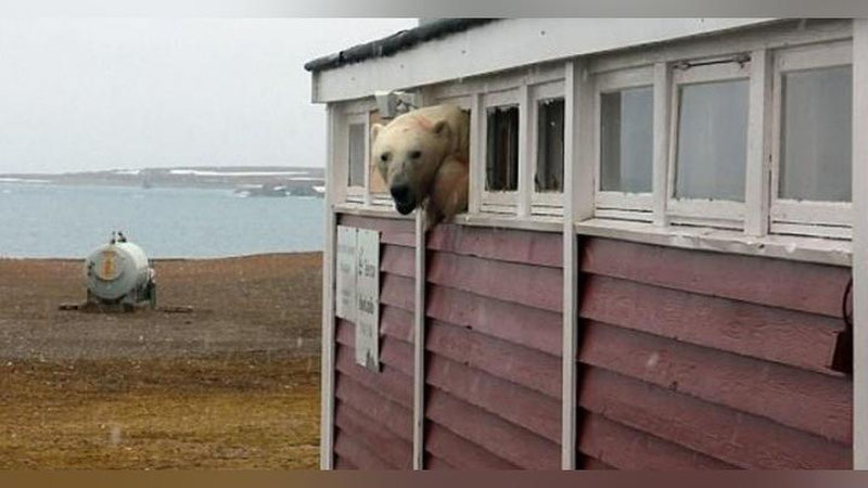 'Oziq-ovqat omboriga o`g`irlikka tushgan ayiq derazaga tiqilib qoldi (Video)'ning rasmi