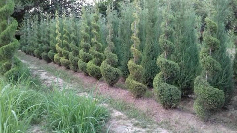 'Камида 10 млн. дона мевали ва манзарали дарахт кўчатлари аҳолига бепул тарқатилади'ning rasmi