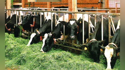 'O`zbekistonda zotdor mollarni ko`paytirish uchun tayyorlanayotgan sun`iy urug`lantirish vositalari eksport qilinadi'ning rasmi