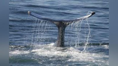 'Loyga botgan kit dengizga qaytarildi (Video)'ning rasmi