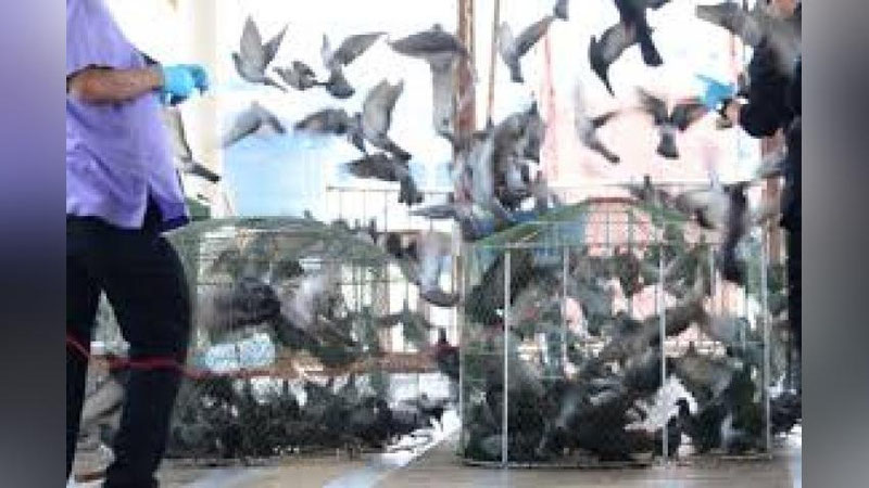 'Taylandda yovvoyi kabutarlar yo`q qilinmoqda 'ning rasmi