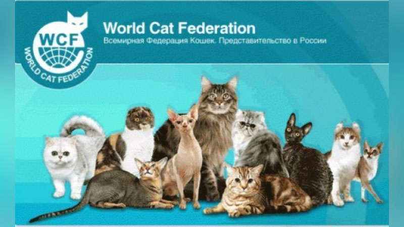 Изрображение 'Международная федерация кошек ввела санкции в отношении российских кошек'