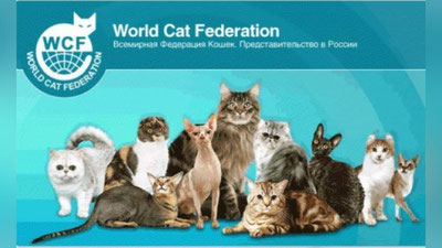 Изрображение 'Международная федерация кошек ввела санкции в отношении российских кошек'