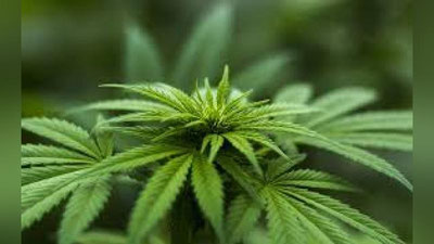 'Tomorqasida «kannabis» etishtirayotgan buxorolik shaxs ushlandi'ning rasmi