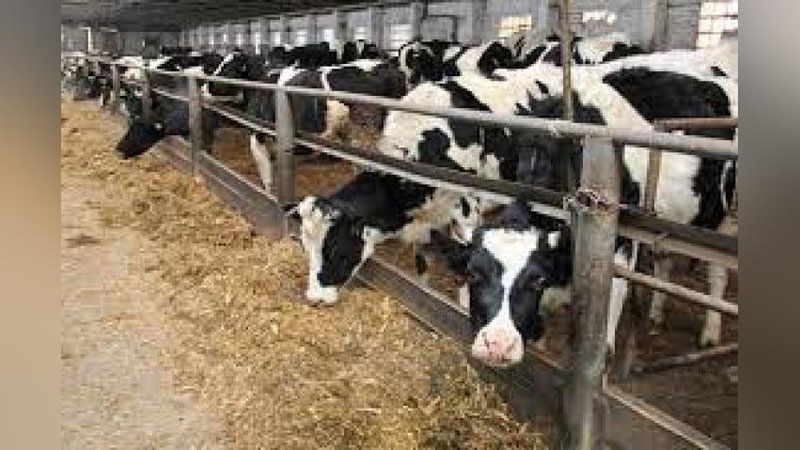 'O`zbekistonda sof zotli naslli poda ko`rsatkichi 2026 yilgacha 30 foizga etkaziladi'ning rasmi