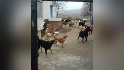 'Нурафшондаги қаровсиз итлар ҳақида тарқалган хабарга ойдинлик киритилди'ning rasmi