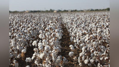 'O`zbekistonda paxta uchun elektron hisobvaraq rasmiylashtirish muddati uzaytirildi'ning rasmi