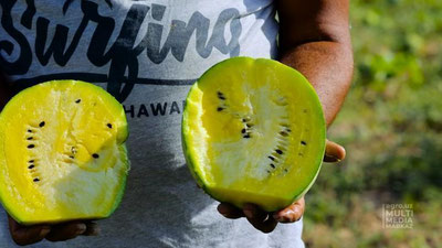 Изрображение 'В Минсельхозе рассказали о выращиваемых под Ташкентом желтых арбузах (видео)'